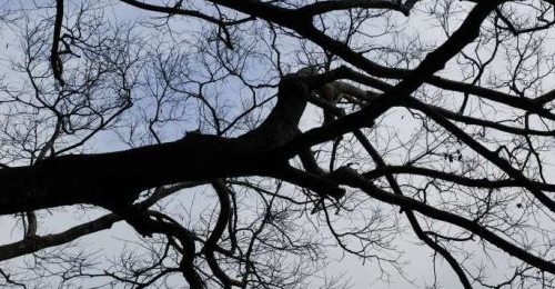 ������࣬���ǡ������ﶳ�������Խ�ˮ��������