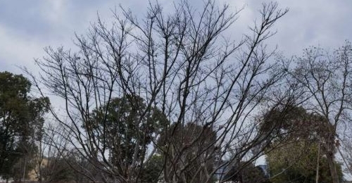 -3�棡�Ⲩ����������ķ�񡱣�˫�������¾�ֱ�塭