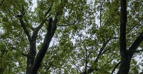 ����������Ӱ�����������������ʲôʱ�������