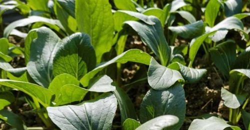 Ϊʲô������˵˪�����˸�����