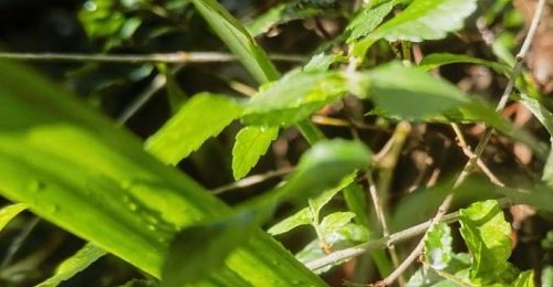 ˪