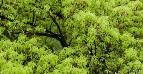 ��ˮ��������������ֲ����꣡��������Ҫ�ȡ�