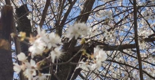 ׹Ⱥιô죿