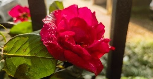 Ŭ˶Ȱ
