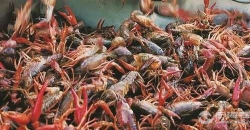 ����С��Ϻ��������ʾ