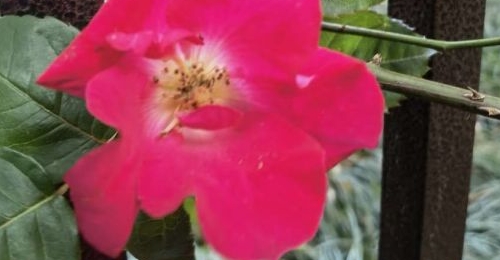 ��һ���ڵ�2�죬�����ӹ���ϲ����ģ��