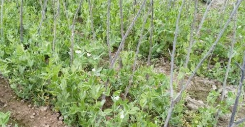 ���գ�����