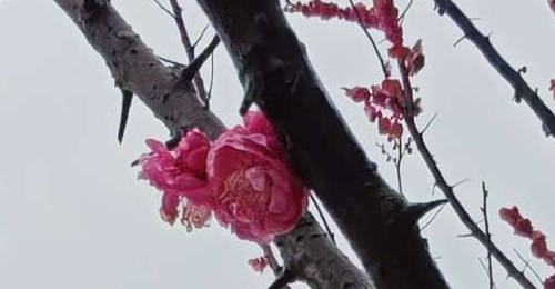 �������ߵĺ�÷��������