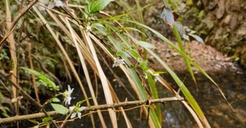 ����˥��3���תΣΪ��������ҧ����ô�죿