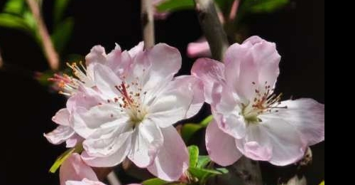 ���Ļ��������İ�Ȼ����