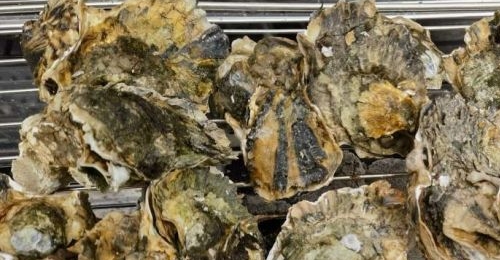 ��������̻�����