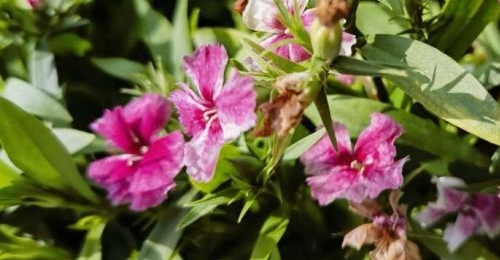 �����ʮ��ɨ����