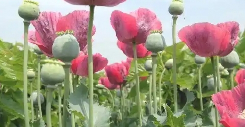 �������β����ֻ��ͻ����񾯣���һ��ҲΥ����