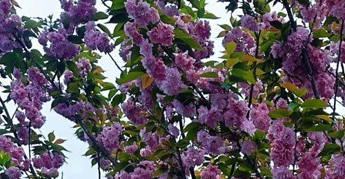 ����һ��ӣ����