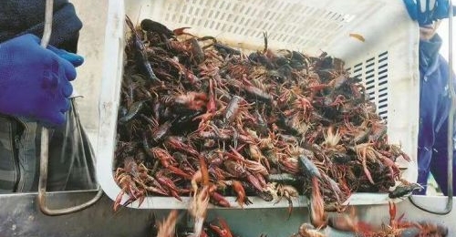 һũ���ճ�������1000���� �������ص���С��Ϻ����