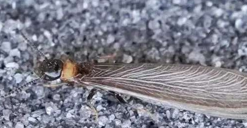 �ش����ش���������С������������