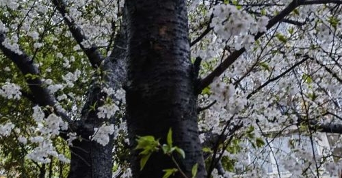 ���4�£��������ã��¸ҳ�����