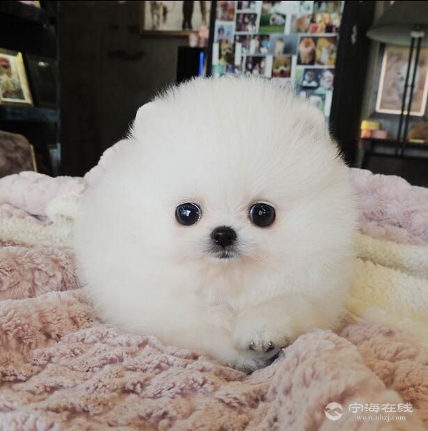 出售球体博美犬