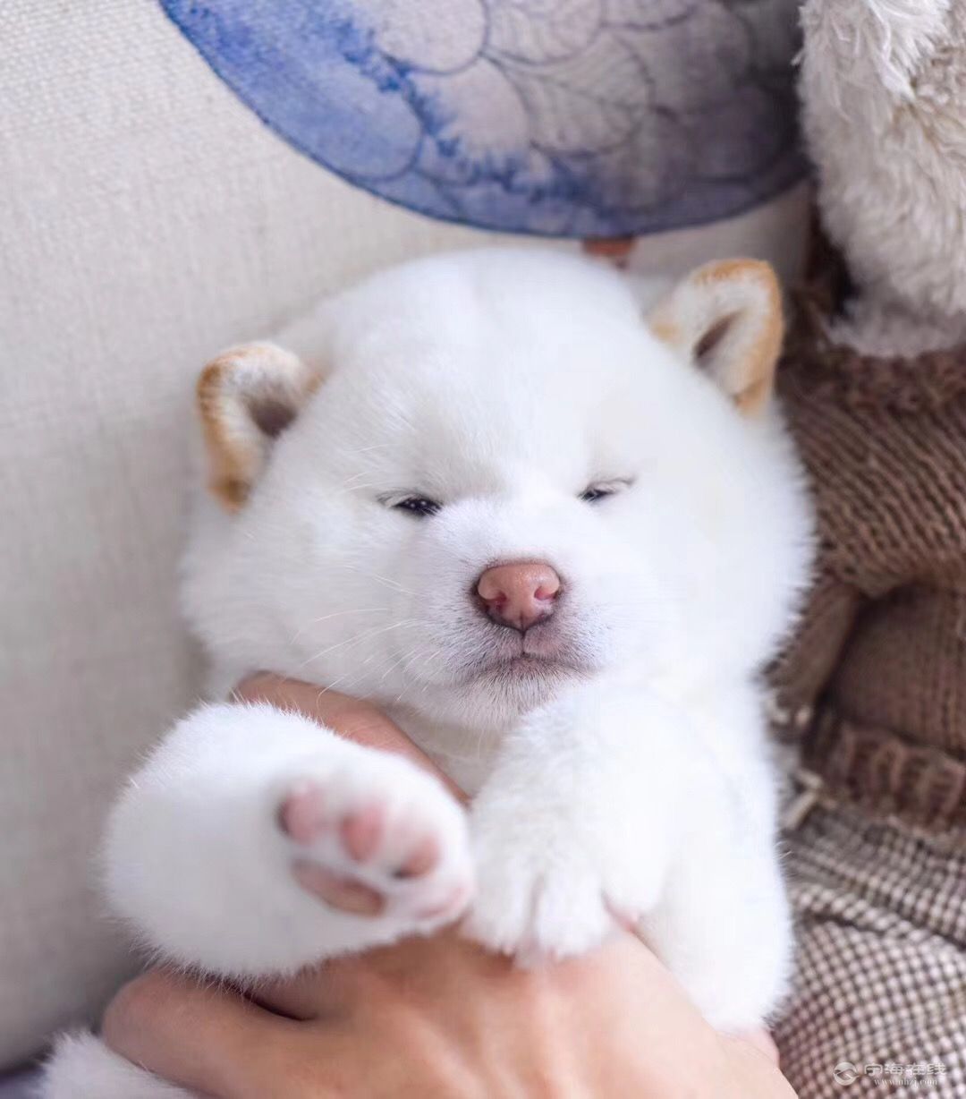 治愈系微笑脸柴犬宝宝 行走的表情包