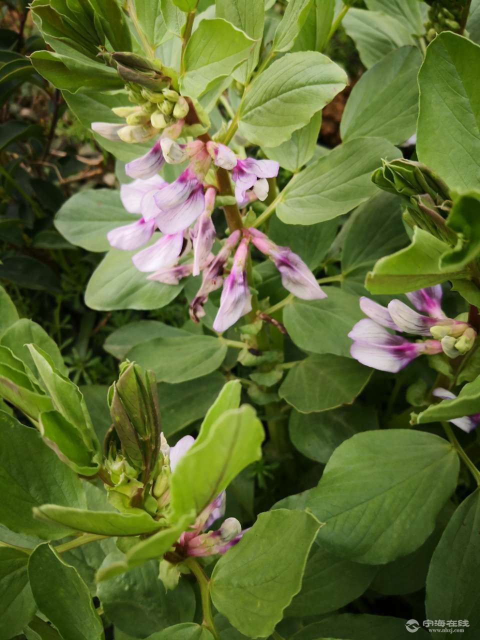 蚕豆开花黑良心,这几天正是蚕豆开花时,大家去观察一下黑心之蚕豆花