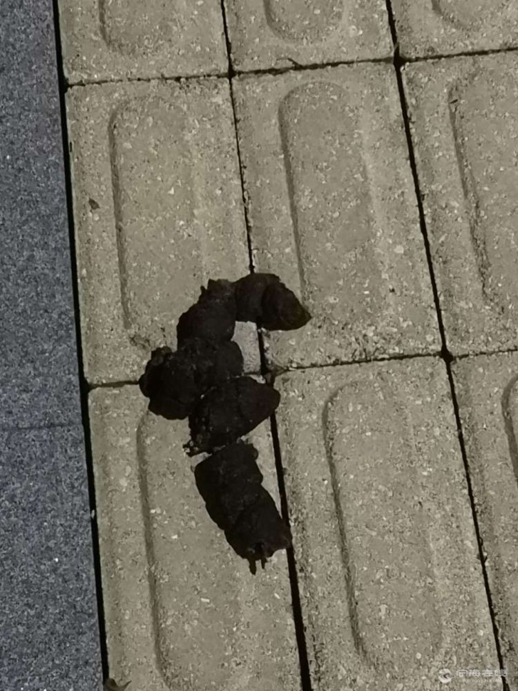 大白天,宸园住宅大厦外的人行道上的狗屎