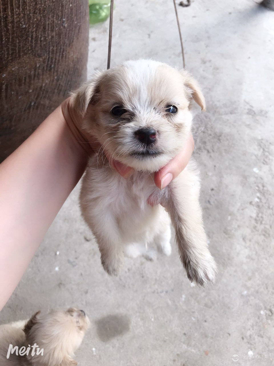 小杂狗一窝 要的联系