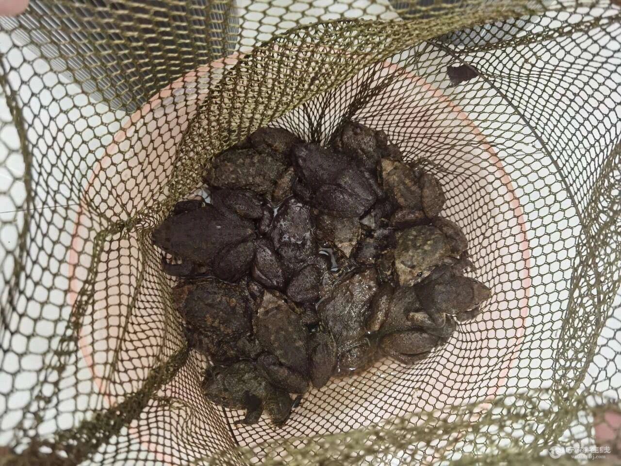 宁海两男子抓了17只野生石蛙,涉嫌非法狩猎