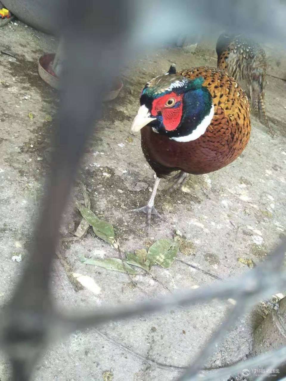 家养野山鸡