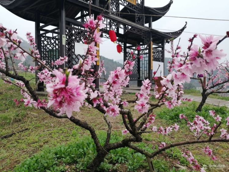 赏桃花走千里一一胡陈桃花节千里走宁海登山健身活动