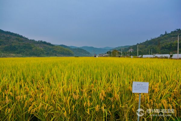 超级杂交水稻春优927