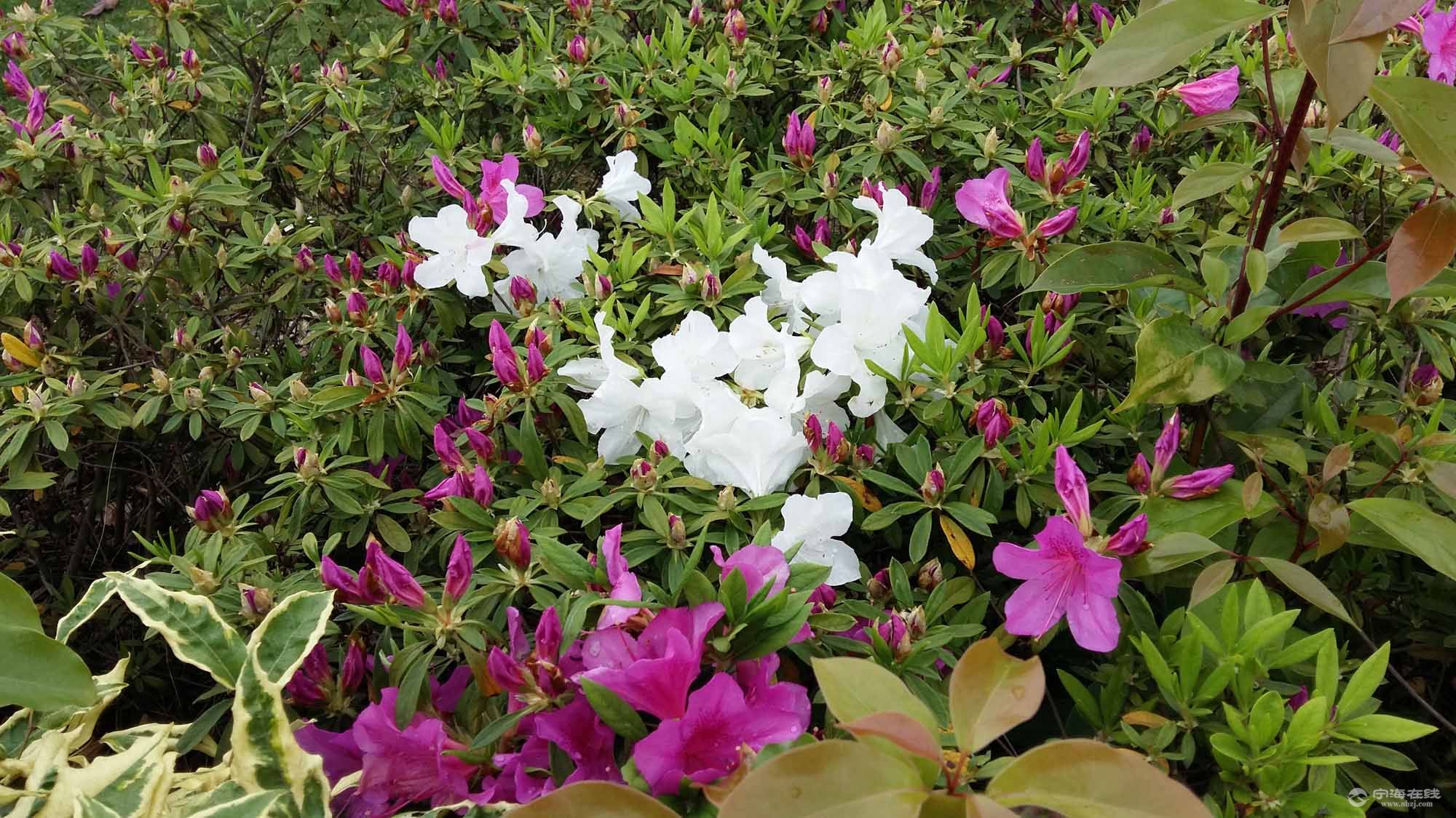 格花白颜色的了恩见过伐