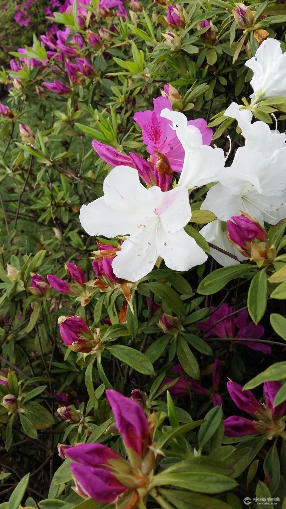 格花白颜色的了恩见过伐