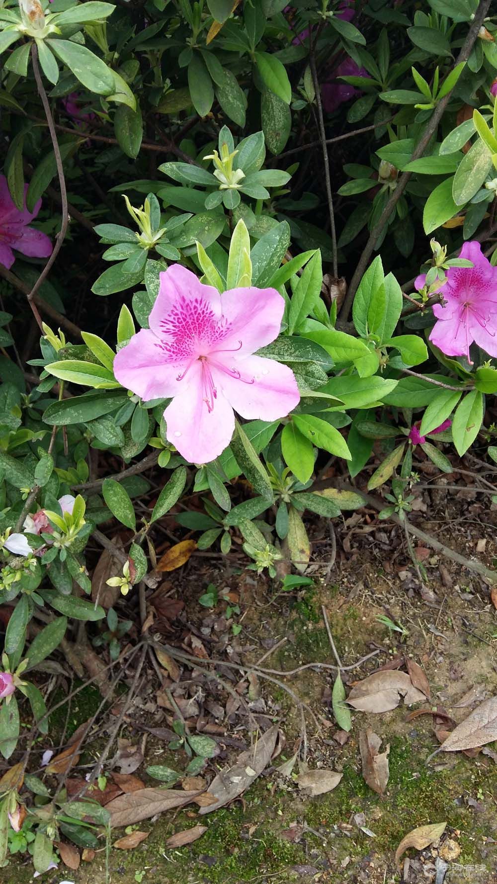 格花白颜色的了恩见过伐