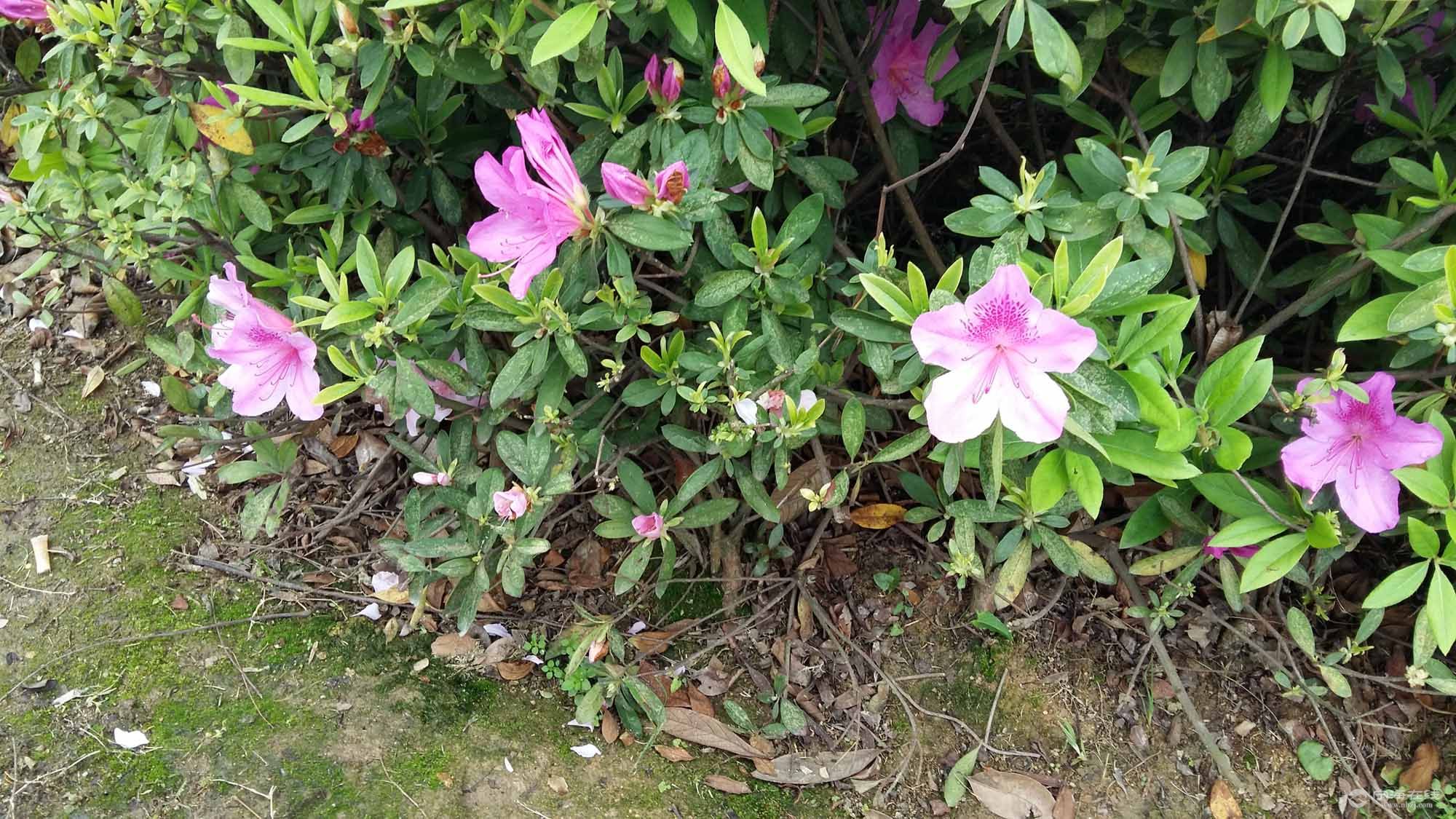 格花白颜色的了恩见过伐