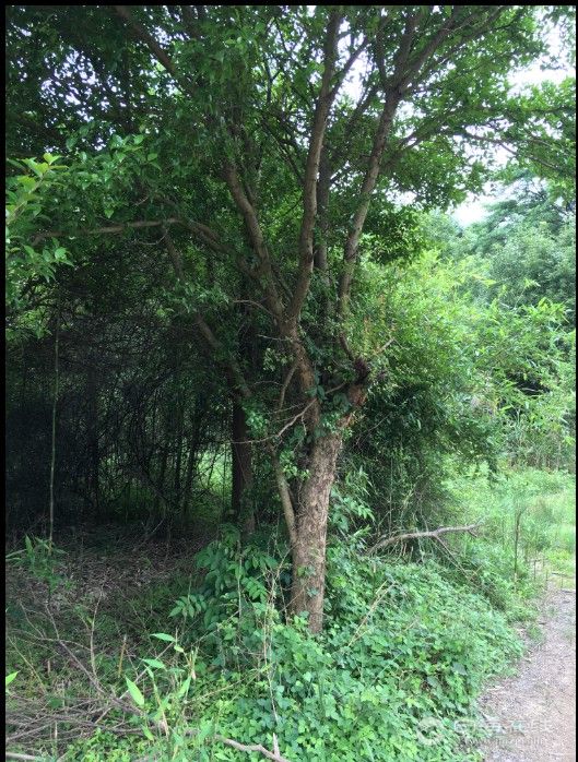 出售两株板鸟刺树一株沙坡树(宁海方言音译,不知道怎么写)