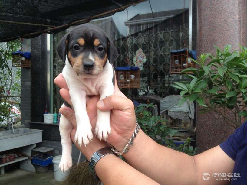 出售家養太倉獵犬,金毛幼崽