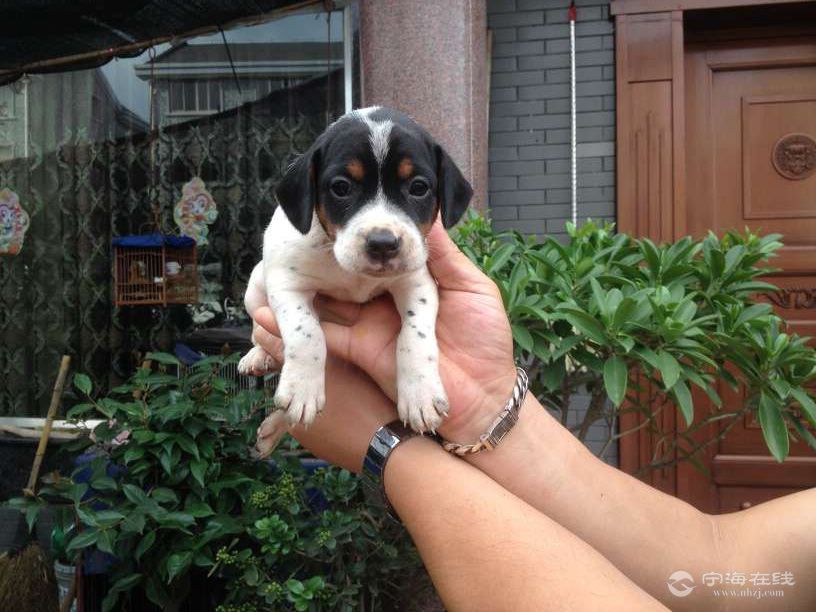 出售家養太倉獵犬,金毛幼崽