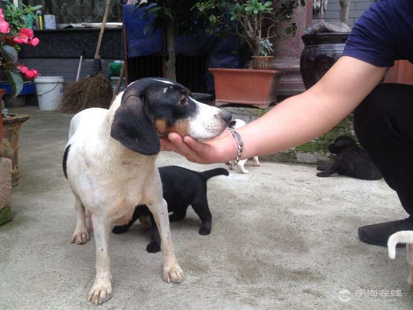 出售家養太倉獵犬,金毛幼崽