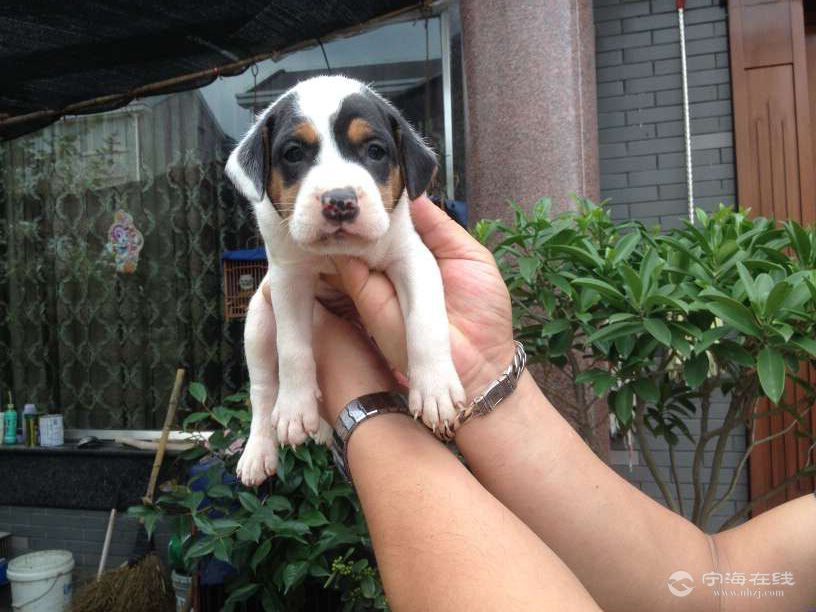 出售家養太倉獵犬,金毛幼崽