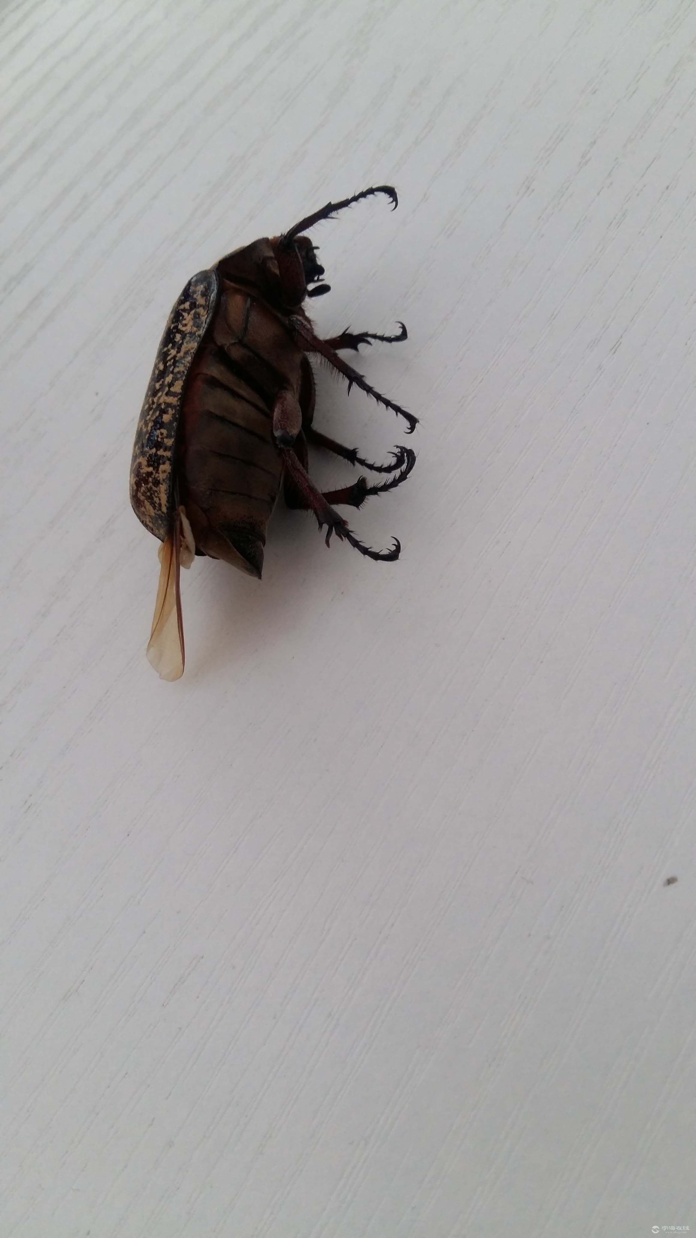 天地不仁以万物为刍狗