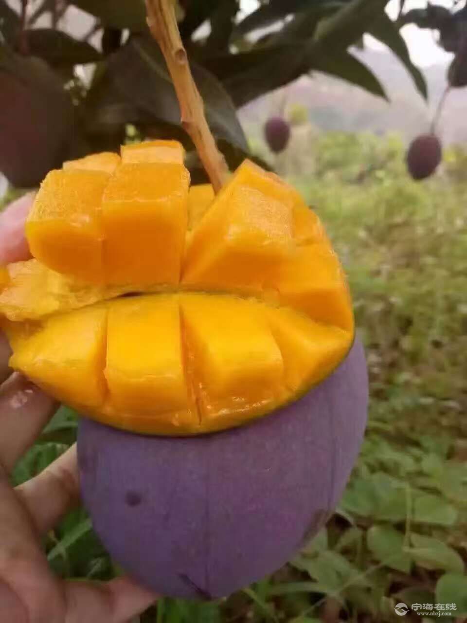 【四川攀枝花吉禄芒果】