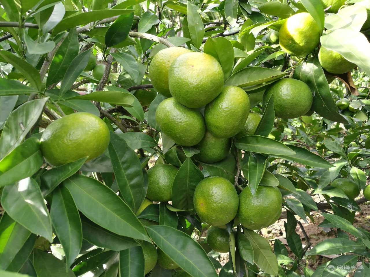 象山大丰桔子大批量上市