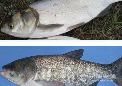 一个是鲢鱼,一个是鳙鱼,外形相像,颜色有区别,头大小稍有区别.