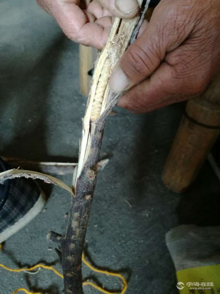 出售斗米虫