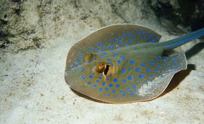 被送往海宁市人民医院急诊室的时候,张先生整个人都显得非常