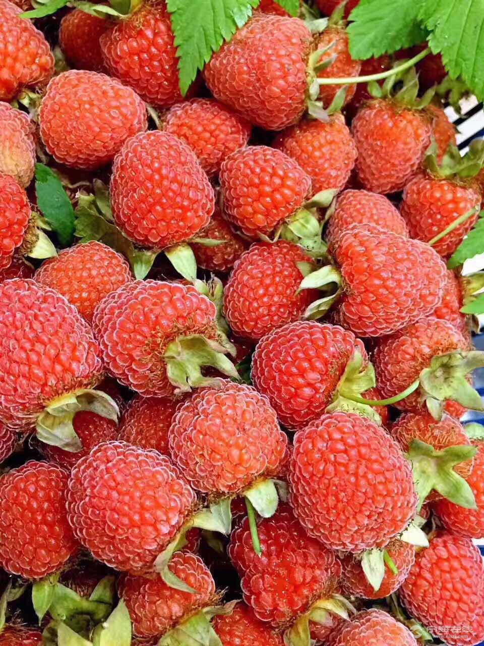 野生覆盆子苗出售