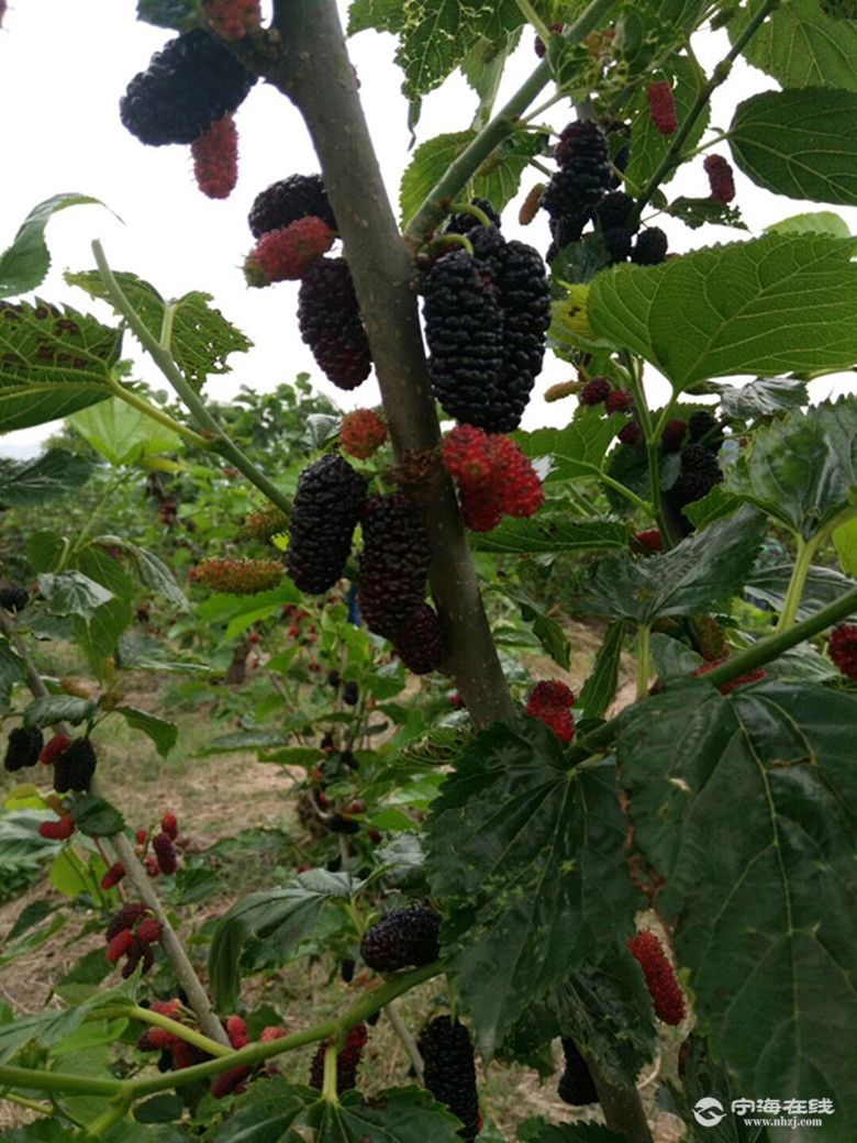 原来桑子是长在树上的