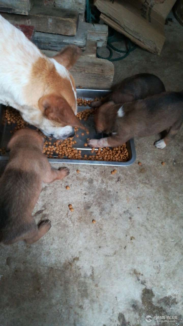 比特犬串太仓犬图片,犬配太仓犬图片,犬图片_大山谷图库
