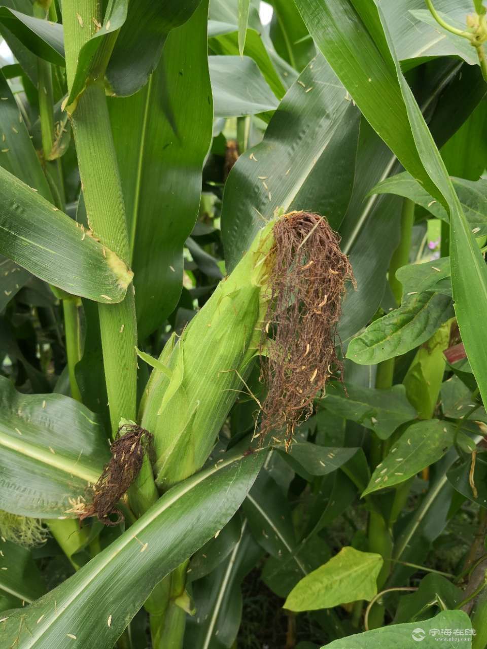 包芦柱,从田间到餐仅用半个多小时,玉米甜香,玉米须泡开水,大自然恩赐