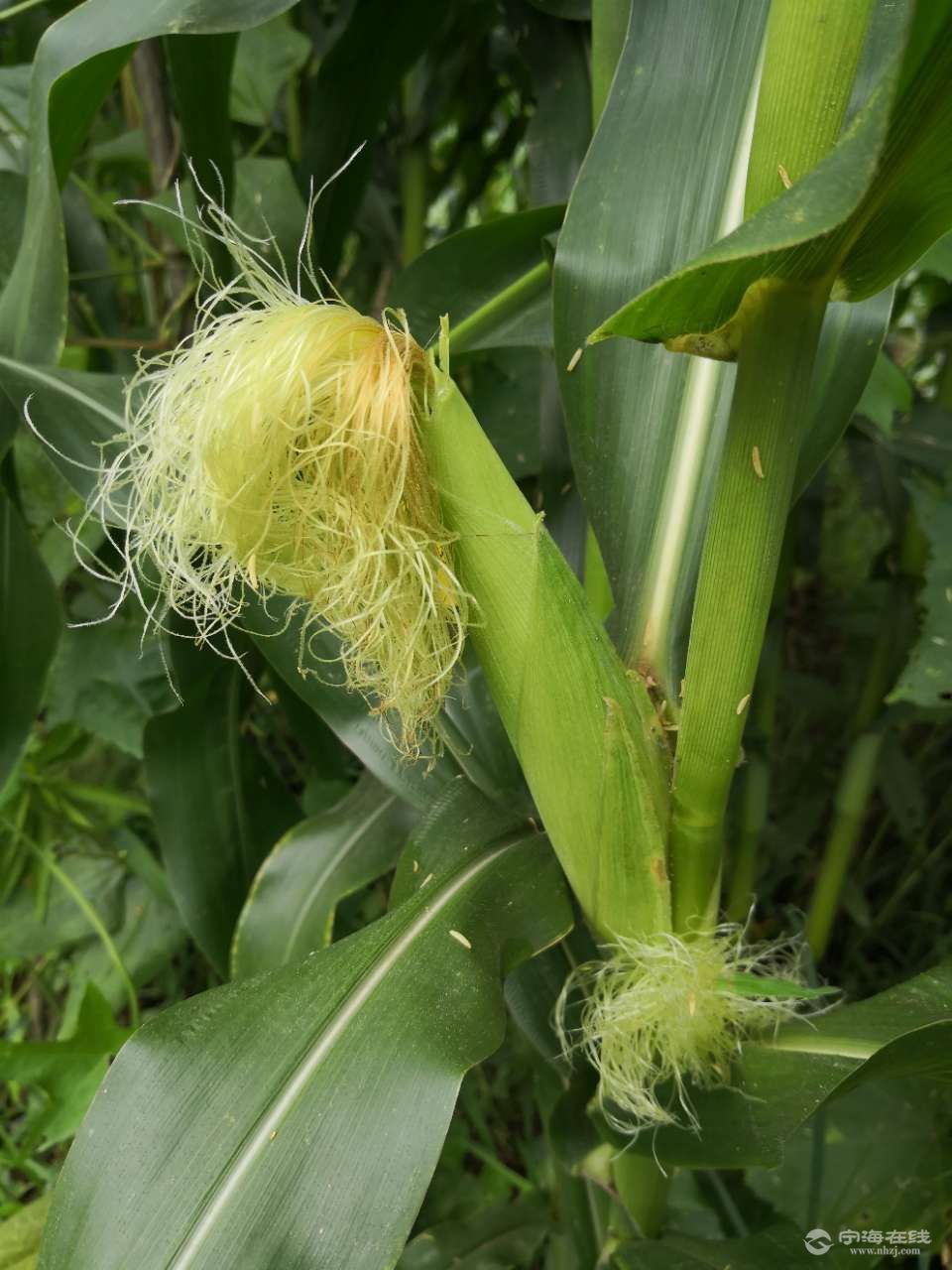 包芦柱,从田间到餐仅用半个多小时,玉米甜香,玉米须泡开水,大自然恩赐